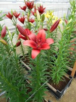 [5694 DJ LA-05 No01.JPG]